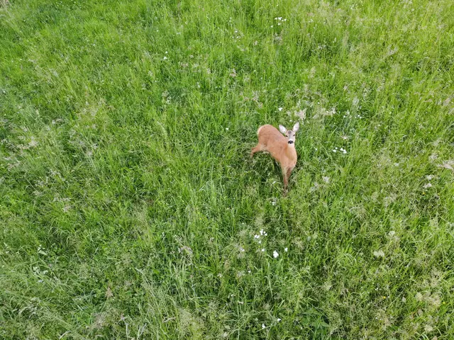 Dieses Kitz hat Glück. Kärntens Jäger haben es unter Einsatz modernster Technik gerettet. | Foto: Kärntner Jägerschaft