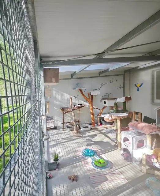 46 Katzen werden im Tierheim in Rosental betreut. | Foto: Mocnik