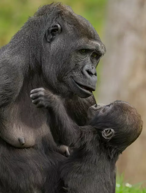 Muttertag im Zoo Schmiding in Krenglbach: Gorilla-Mama Kibibi umsorgt ihren Nachwuchs liebevoll und ist immer für ihn da. | Foto: Zoo Schmiding /Peter Sterns