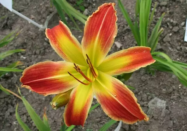 Oberleitner Gartenkultur bietet Staudenspezialitäten in großer Sortenvielfalt und zeigt in Schaugärten gelungene Kombinationen. | Foto: Natur im Garten