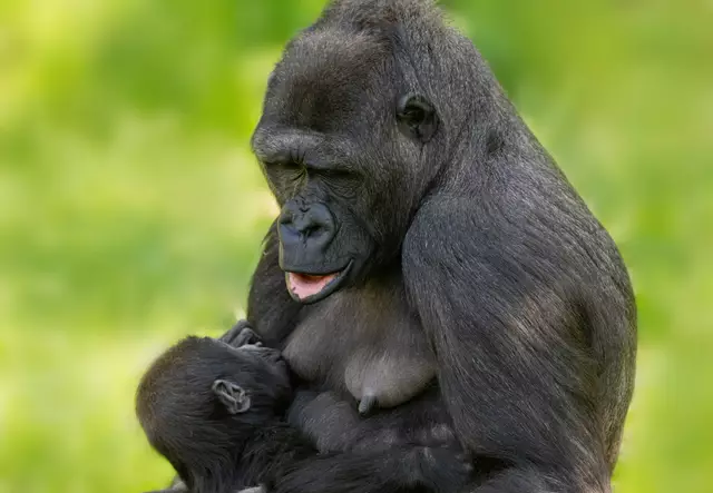 Muttertag im Zoo Schmiding in Krenglbach: Gorilla-Mama Kibibi umsorgt ihren Nachwuchs liebevoll und ist immer für ihn da. | Foto: Zoo Schmiding /Peter Sterns