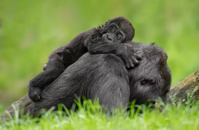 Muttertag im Zoo Schmiding in Krenglbach: Gorilla-Mama Kibibi umsorgt ihren Nachwuchs liebevoll und ist immer für ihn da. | Foto: Zoo Schmiding /Peter Sterns