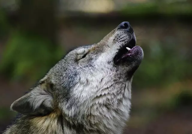 Der Wolf ist ab sofort nicht mehr "streng geschützt" (Archivbild) | Foto: MEV