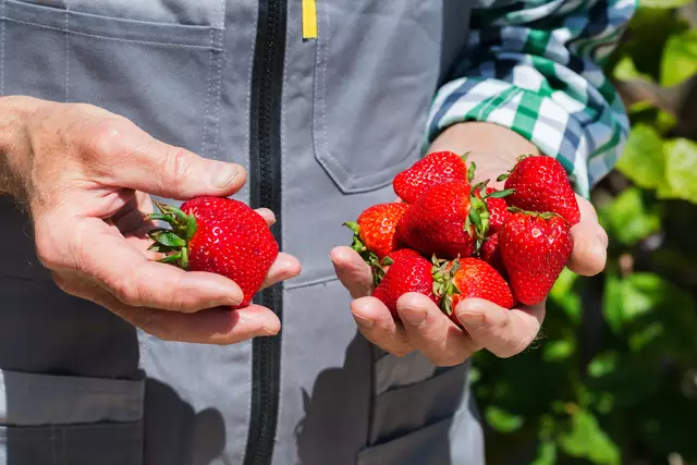 Alle Erdbeerländer und -felder mit deren Öffnungszeiten findet ihr im Beitrag. (Symbolfoto) | Foto: stock.adobe.com/at/aamulya 