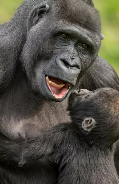 Muttertag im Zoo Schmiding in Krenglbach: Gorilla-Mama Kibibi umsorgt ihren Nachwuchs liebevoll und ist immer für ihn da. | Foto: Zoo Schmiding /Peter Sterns