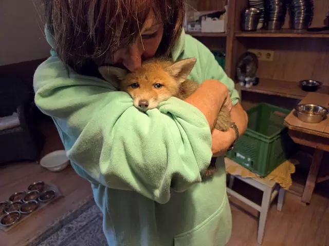 Der kleine Fuchs wird gleich nach seiner Ankunft liebevoll betreut und medizinisch versorgt. | Foto: Tierparadies Schabenreith | Hofner