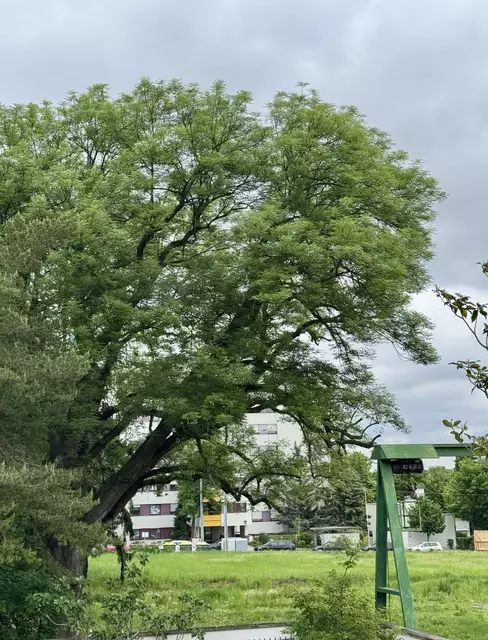 So sieht der Baum aktuell aus.  | Foto: z.V.g.