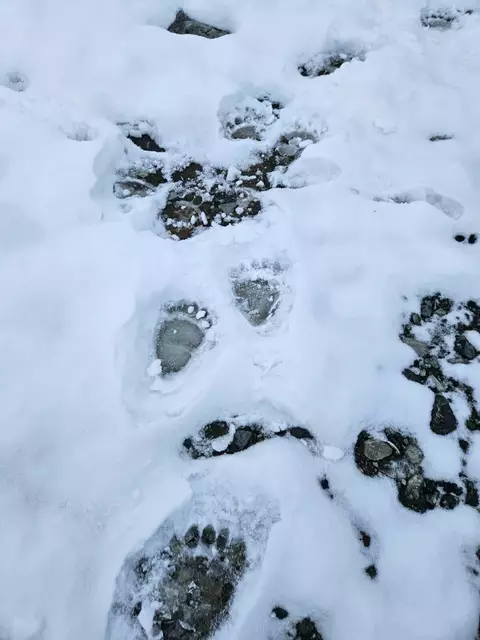 In Umhausen und Ried i. O. wurde die Präsenz eines Bären verzeichnet. Die Bevölkerin ist bereits informiert. Es gebe keinen Grund zu Panik. | Foto: Frischmann