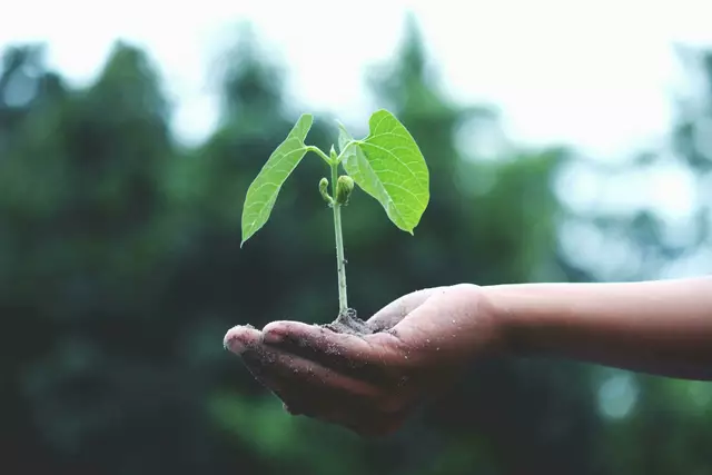 Zahlreiche niederösterreichische Projekte zeigen, wie durch Zusammenarbeit und kreative Ideen wirkungsvoller Klimaschutz auf lokaler Ebene umgesetzt werden kann. | Foto: Pexels