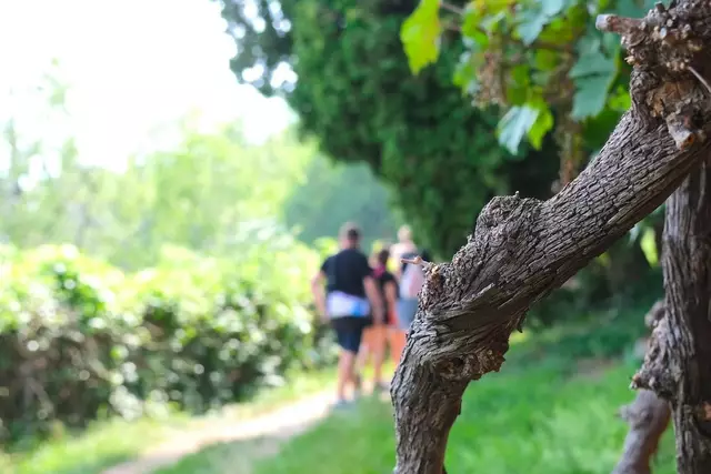Vom Schloss St. Martin geht es durch die Grazer Weingärten zur verdienten Jause. | Foto: Nina Popp