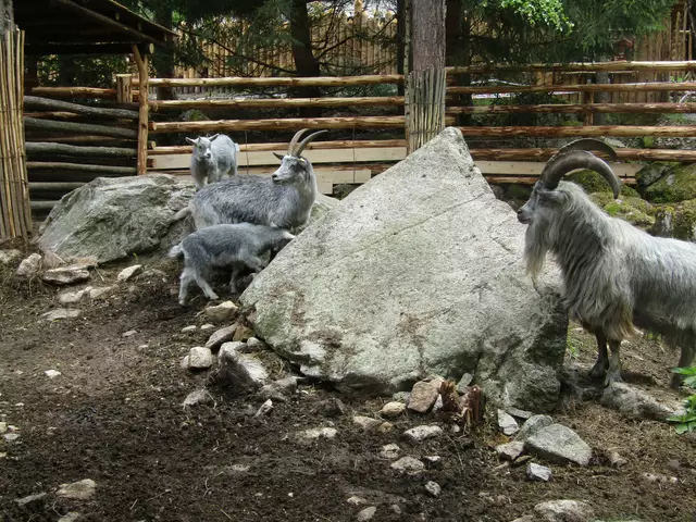 Die Blobeziegen-Zwillinge Johannes und Magret sind jetzt unter der Tierpatenschaft der Nationalratsabgeordneten Magret Falkner. | Foto: Tatschl