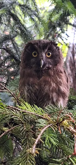 Der flauschige Nachwuchs im Alpenzoo Innsbruck: Vier junge Raufußkäuze. | Foto: Alpenzoo Innsbruck
