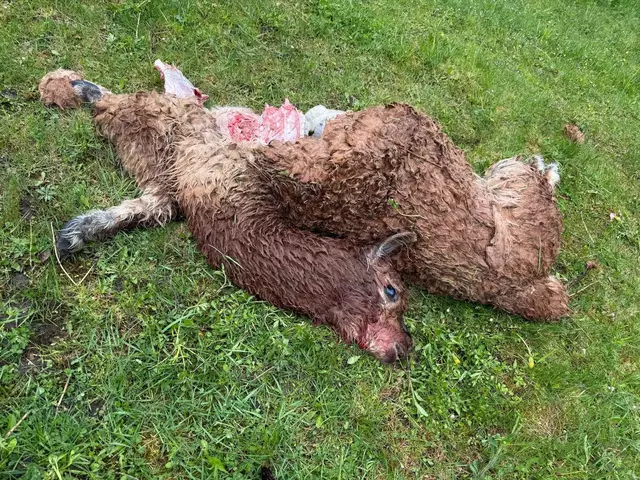 Ein trauriger Anblick: Die junge Alpaka-Stute Franzi könnte einem Wolf zum Opfer gefallen sein. | Foto: privat