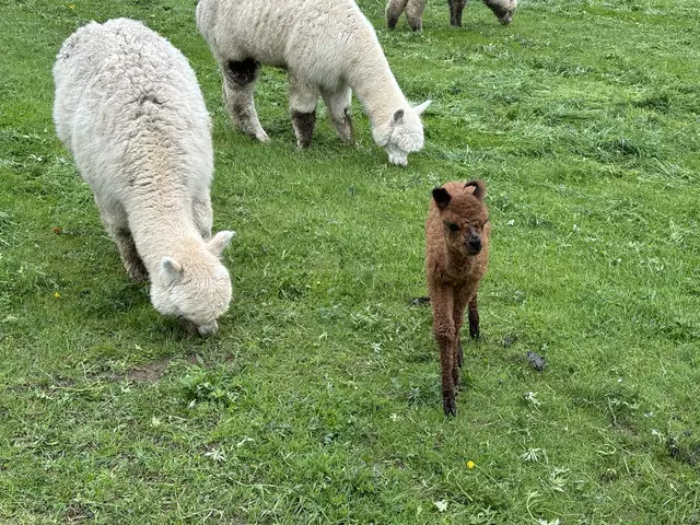 Bei dem Kleinen, das auch zu früh auf die Welt gekommen ist, ist das Ohr noch umgebogen - das muss sich erst gleichrichten.