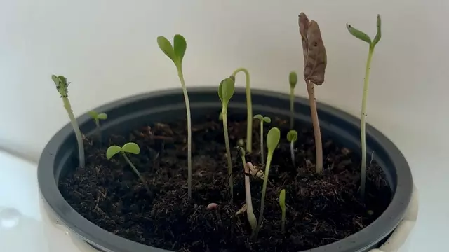 Nach kurzer Zeit wachsen Mamas Lieblingsblumen. | Foto: ckz