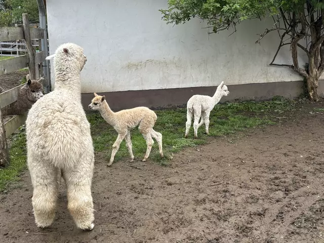 Die kleinen Tiere untereinander vertragen sich gut und spielen auch schon miteinander.