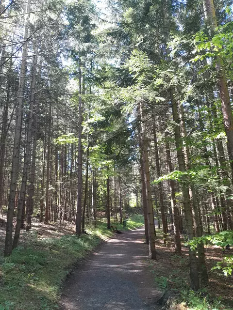 Weiter im Wald 