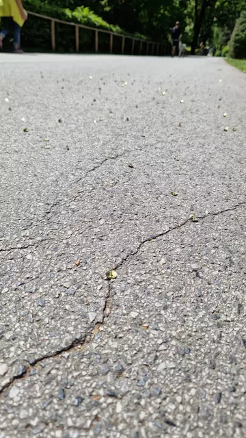 Verteilte Reisszwecken am Radweg. | Foto: Königer