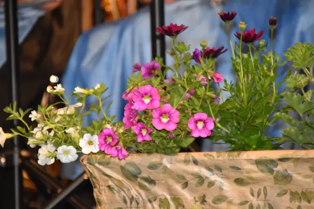 Foto: Michael Strini