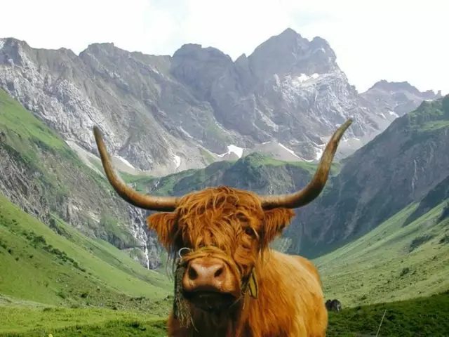 Robuste Schottische Hochlandrinder, wie hier auf der Baumgartalm im Lechtal, wären ebenso betroffen von der Maßnahme, wie alle anderen Rinderrassen in Österreich. | Foto: Wieser