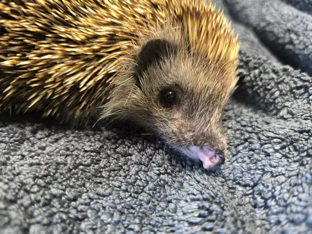 Arm: die Opfer der Rasenmäher-Roboter. | Foto: Tierheim Ternitz