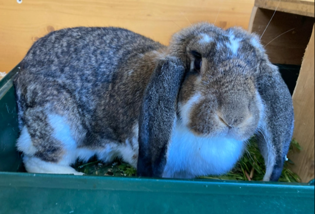 Kaninchen Pauline, geboten im September 2023, sucht ein artgerechtes Zuhause bei Artgenossen! Kontakt 0680/1285070 | Foto: Pfotenhilfe Tulln