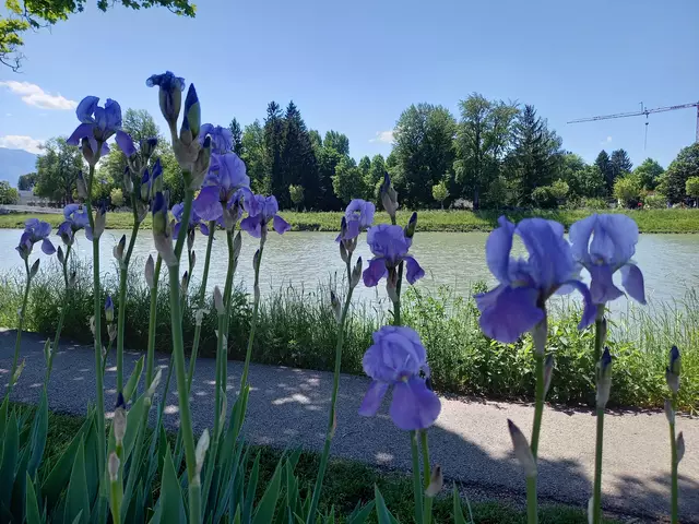 An der Salzach  | Foto: H.Bachinger 
