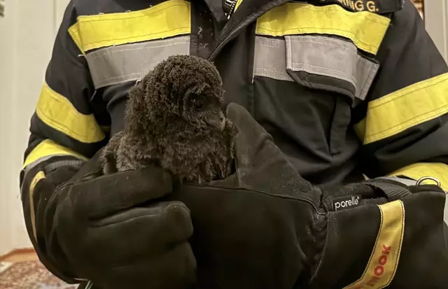 Der Kauz nach der Rettungsaktion. | Foto: FF St.Thomas am Zeiselberg