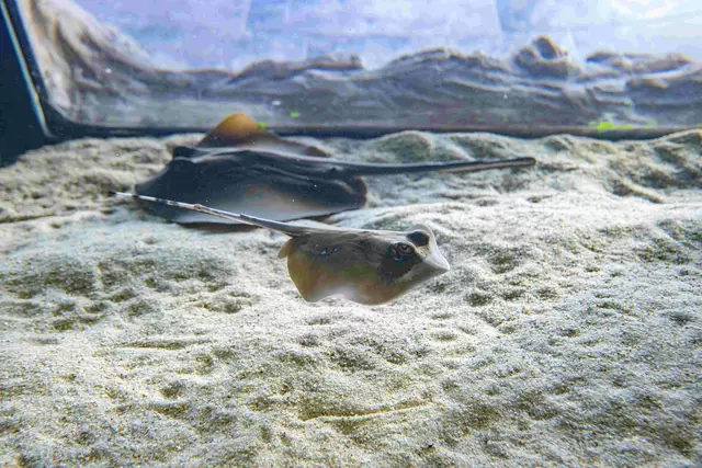 Die jungen Blaupunktrochen sind bereits mit dem Muttertier im Aquarium unterwegs.  | Foto: Haus des Meeres