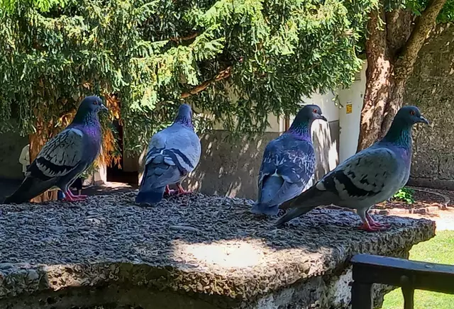 Touristen beobachten.... | Foto: H.Bachinger 