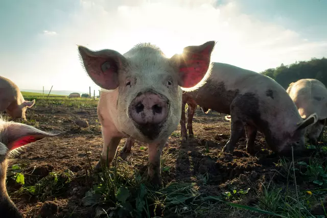 Zahlen aus dem Grünen Bericht 2024 für das Jahr 2023 zeigen: nur vier Prozent der Schweine in Österreich werden in einem Bio-Betrieb gehalten, 96 Prozent entfallen auf die konventionelle Schweine-Haltung.  | Foto: Pascal Debrunner / Unsplash