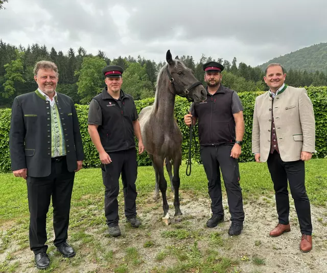Von der behüteten Kinderstube hat sich das Fohlen prächtig zu einem selbstbewussten Jungpferd entwickelt und beweist die Schönheit und Tradition der Lipizzaner-Zucht. | Foto: Grawe