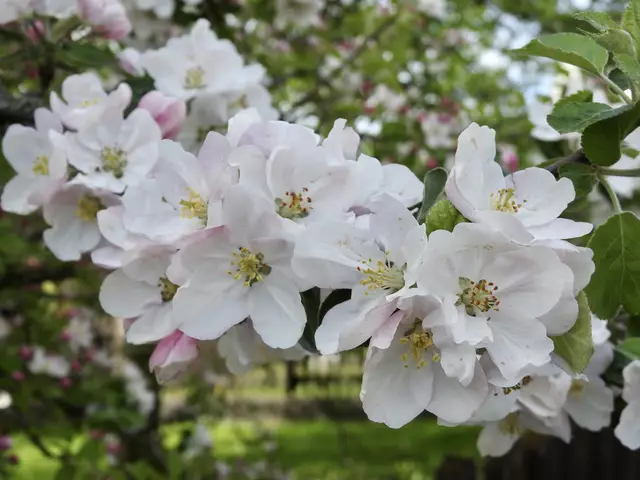 Blüte eines Kulturapfels; © H. Kurz