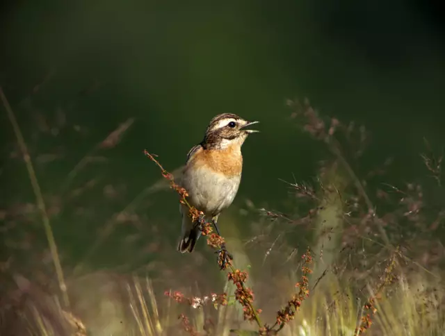 Braunkehlchen; © H. Kurz