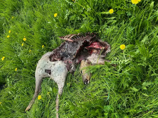 Die Rehe wurden brutal gerissen und teilweise gefressen. | Foto: Schöpf