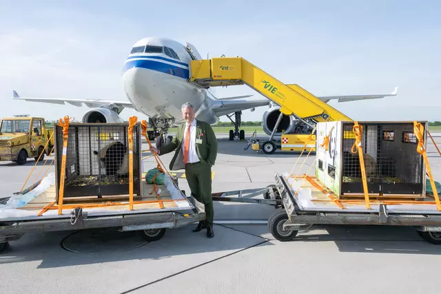 Tiergartendirektor Stephan Hering-Hagenbeck war bei der Ankunft der Pandas in Wien dabei. | Foto: Daniel Zupanc