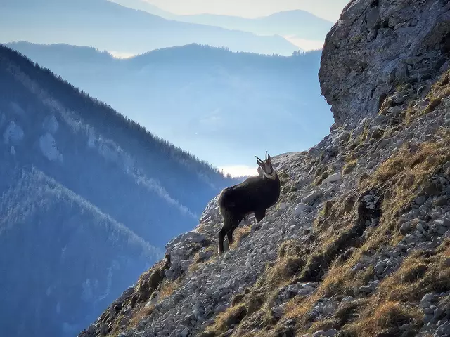 Der Gamsabschuss in einem Pfundser Revier beschäftigt neuerlich das Gericht. | Foto: Christian Hahn