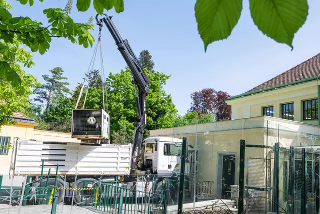 Die Pandas kamen Ende April in ihrem neuen Zuhause, dem Tiergarten Schönbrunn, an. | Foto: Daniel Zupanc
