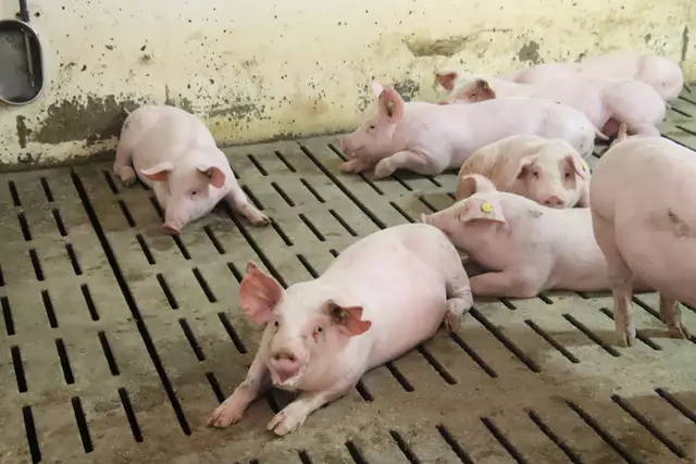 Künftig müssen Stallungen komplett ohne Vollspaltböden auskommen. | Foto: Martin Wurglits