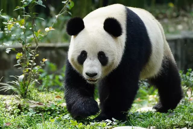 Die neuen Tiere stammen wie üblich aus Sichuan in China, der Heimat des Großen Pandas. Da sie Einzelgänger sind, bekommt jeder eine eigene Anlage.  | Foto: CCRCGP