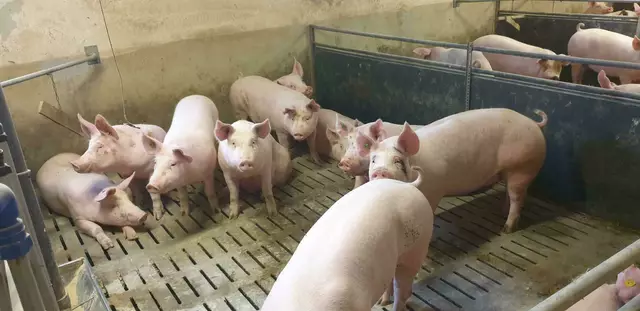 Schon früher als geplant müssen Stallungen in Österreich komplett ohne Vollspaltböden auskommen. Eine entsprechende Gesetzesnovelle wurde am Dienstag im Nationalrat beschlossen.  | Foto: Kaiser
