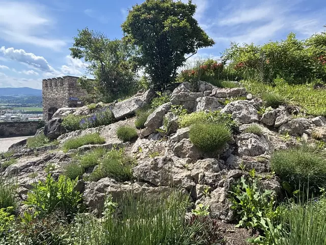 In der Altstadt wurde aus einem zugewuchertem Felsen ein prachtvoller Steingarten. | Foto: MeinBezirk