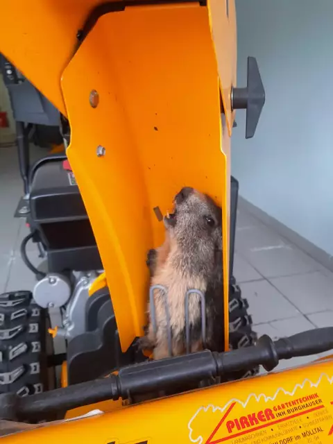 Ungewöhnliche Murmeltier-Rettung aus Schneefräse. Kamerad der Freiwilligen Feuerwehr Bad Hofgastein Richard Letnjantschin rückte an und befreite das Tier. | Foto: Freiwillige Feuerwehr Bad Hofgastein