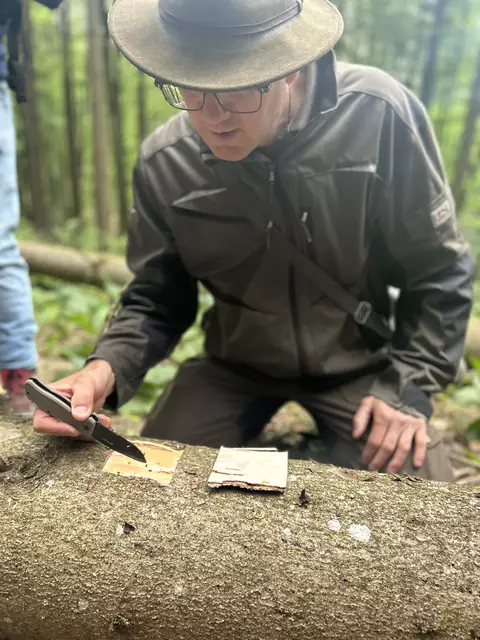 Borkenkäferbefall: Der sogenannte Buchdrucker vermehrt sich blitzschnell unter der Baumrinde.  | Foto: MeinBezirk/Auer