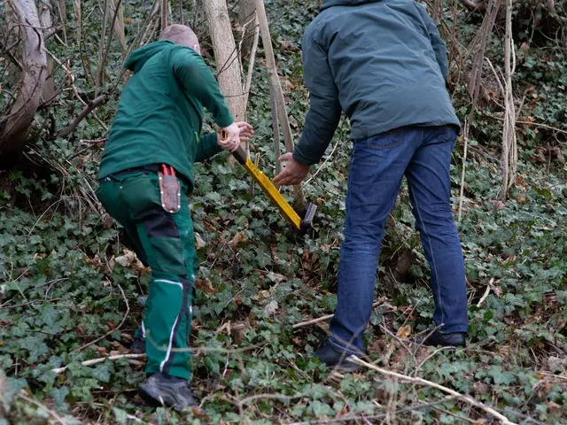 Invasive Pflanzenarten – Bekämpfung des Götterbaumes | Foto: Stadt Melk