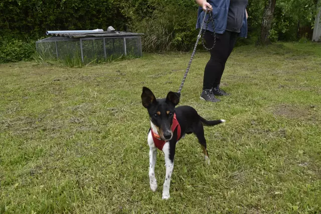 Snoopy ist auf der Suche nach einem neuen Zuhause.  | Foto: Fabienne Gruber