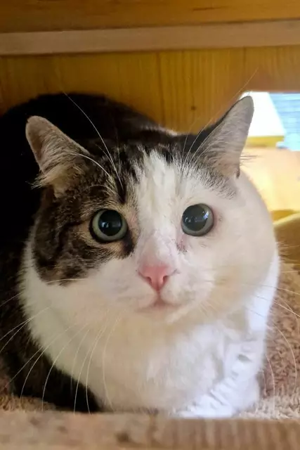 "Warum nur will mich denn keiner haben?" Pummelchen Vali sucht ein Zuhause. | Foto: Arche Wels