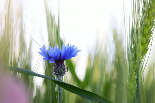Die erste KORNBLUME blinzelt auch schon aus dem Gertenfeld.