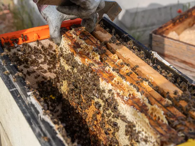 Foto: Valentina Marinelic