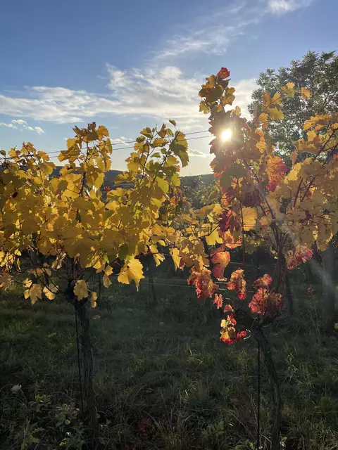 Weingarten im Weinviertel | Foto: Alexandra Goll